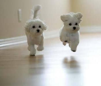 Bichon Maltese - Pret | Preturi Bichon Maltese