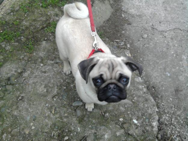 vand catelusa mops-pug 6luni - Pret | Preturi vand catelusa mops-pug 6luni