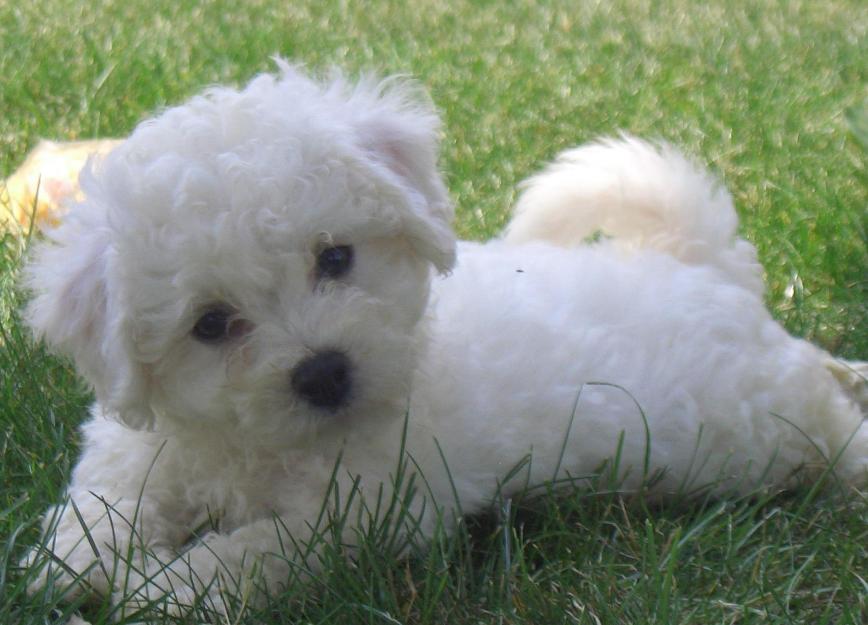 Pret de crescator*(se pot vedea ambii parinti). vand puiuti bichon(maltez toy, frise, bolo - Pret | Preturi Pret de crescator*(se pot vedea ambii parinti). vand puiuti bichon(maltez toy, frise, bolo