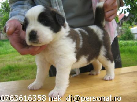 VAND PUI SAINT BERNARD CU PEDIGREE SI ACTE! - Pret | Preturi VAND PUI SAINT BERNARD CU PEDIGREE SI ACTE!