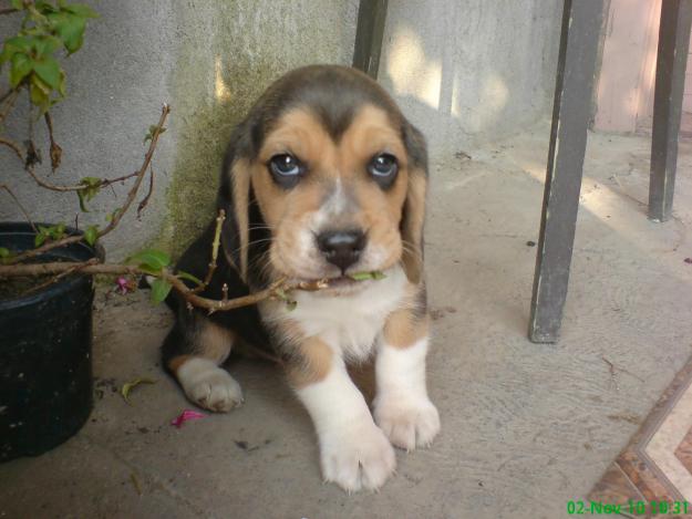 de vanzare beagle tricolori - Pret | Preturi de vanzare beagle tricolori