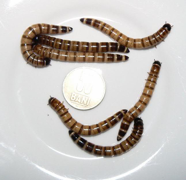 Vand superworms mari , 0,2 lei bucata - Pret | Preturi Vand superworms mari , 0,2 lei bucata