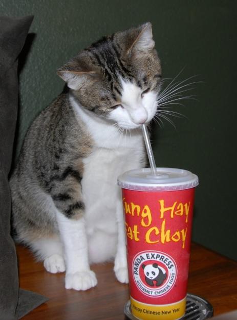 Cabinet veterinar pisica la domiciliu - Pret | Preturi Cabinet veterinar pisica la domiciliu