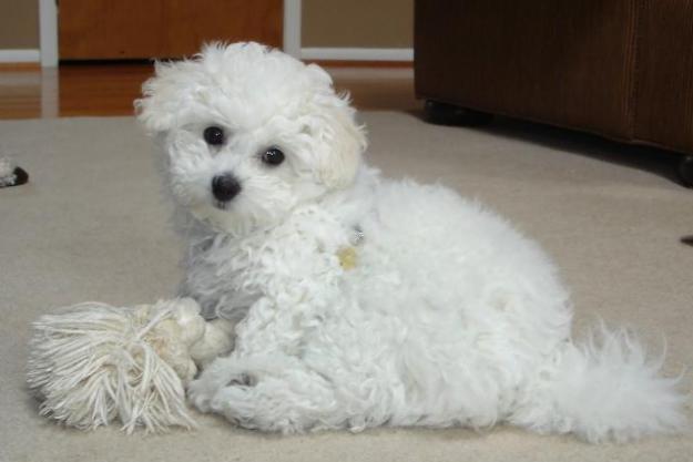 VAND BICHON FRISE TALIE MICA - Pret | Preturi VAND BICHON FRISE TALIE MICA