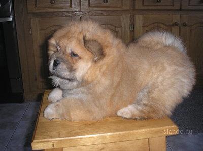 Vand catei din rasa shar-pei si chow chow - Pret | Preturi Vand catei din rasa shar-pei si chow chow