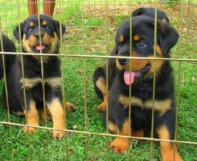 Rottweiler de vanzare, talie mare, garantie - Pret | Preturi Rottweiler de vanzare, talie mare, garantie