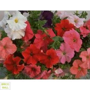 Petunia Nana Compacta  Mixed - Pret | Preturi Petunia Nana Compacta  Mixed