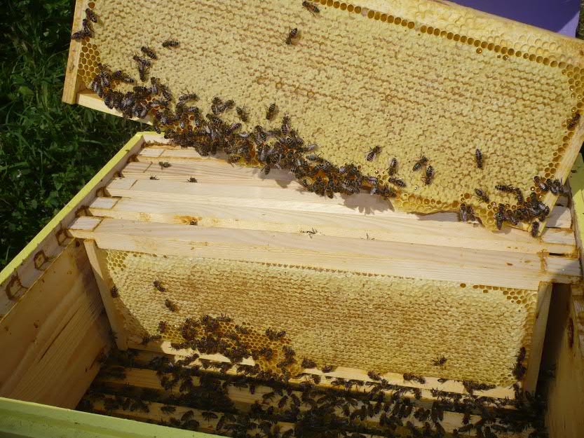 Vand miere de albine naturala - Pret | Preturi Vand miere de albine naturala