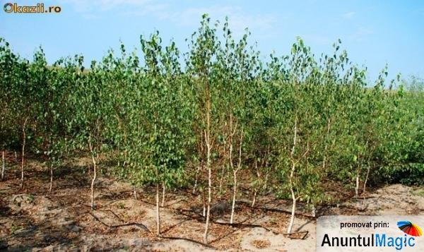 Vand arbori, arbusti si plante ornamentale - Pret | Preturi Vand arbori, arbusti si plante ornamentale