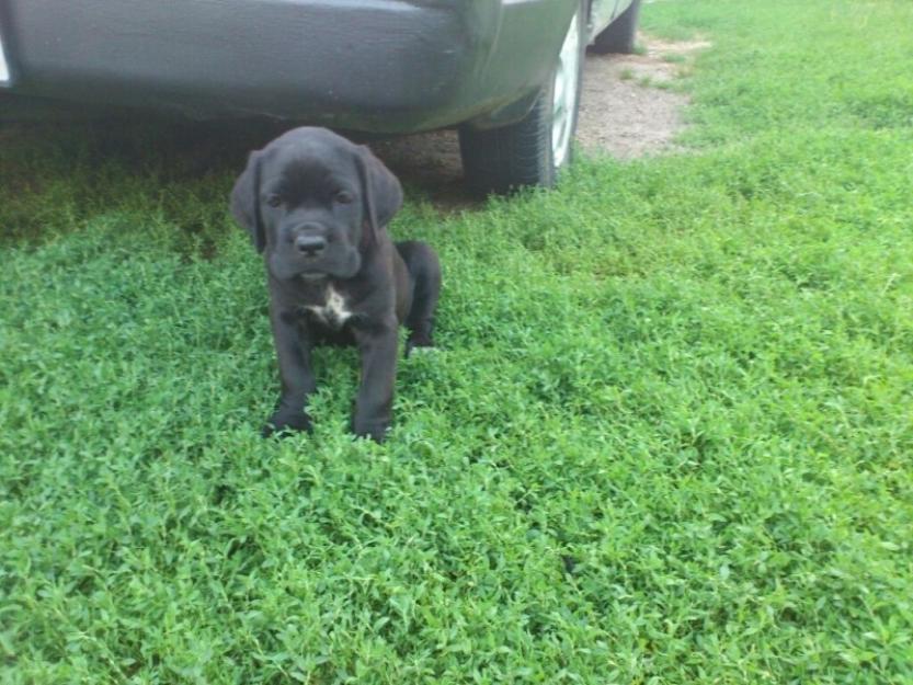 cane corso catei de vanzare - Pret | Preturi cane corso catei de vanzare