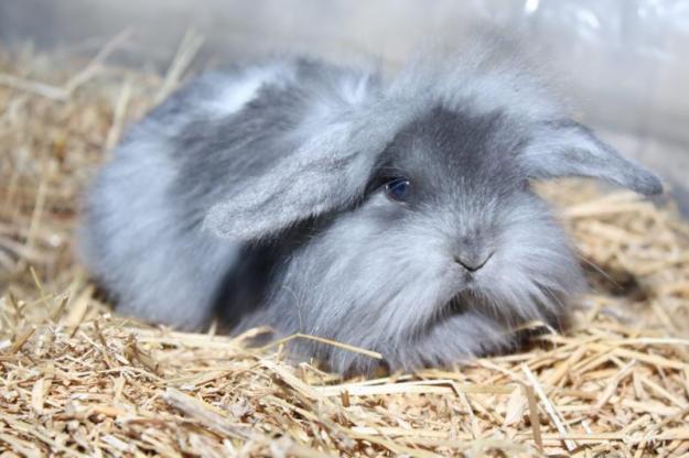 Vand URGENT crescatorie iepurasi pitici angora, angora berbecat si cap de leu - Pret | Preturi Vand URGENT crescatorie iepurasi pitici angora, angora berbecat si cap de leu