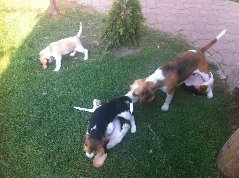 de vanzare catelusi beagle bicolor si tricolor - Pret | Preturi de vanzare catelusi beagle bicolor si tricolor