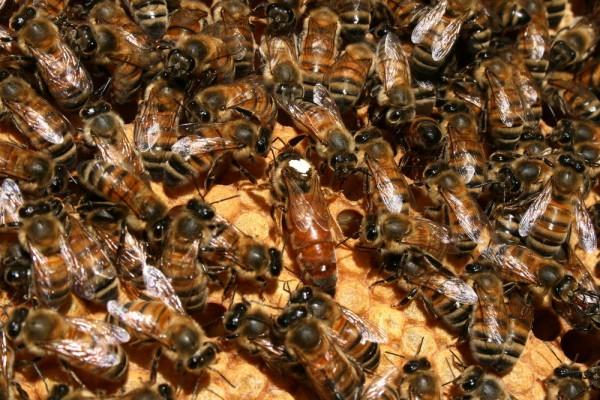 Vand roiuri de albine Bacau - Pret | Preturi Vand roiuri de albine Bacau