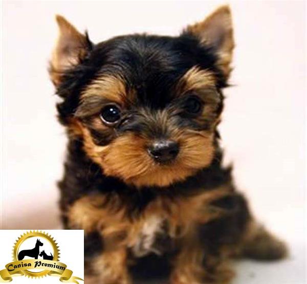 York Shire Terrier Toy puiuti de vanzare - Pret | Preturi York Shire Terrier Toy puiuti de vanzare