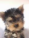 catelusi yorkshire terrier de vanzare - Pret | Preturi catelusi yorkshire terrier de vanzare