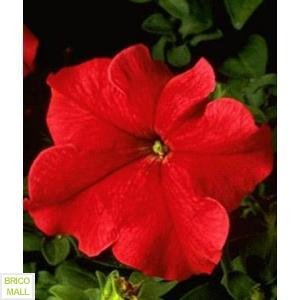 Petunia Nana Compacta  Rosu - Pret | Preturi Petunia Nana Compacta  Rosu