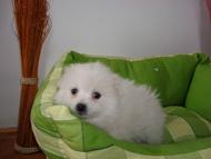 Pomeranian,catelusi - Pret | Preturi Pomeranian,catelusi