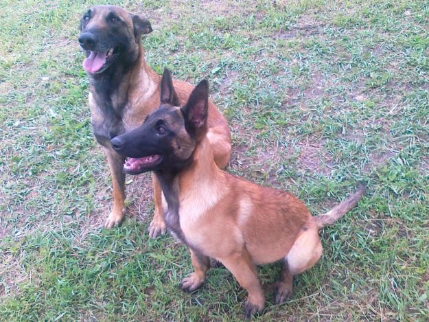 vand ciobanesc belgian malinois - Pret | Preturi vand ciobanesc belgian malinois