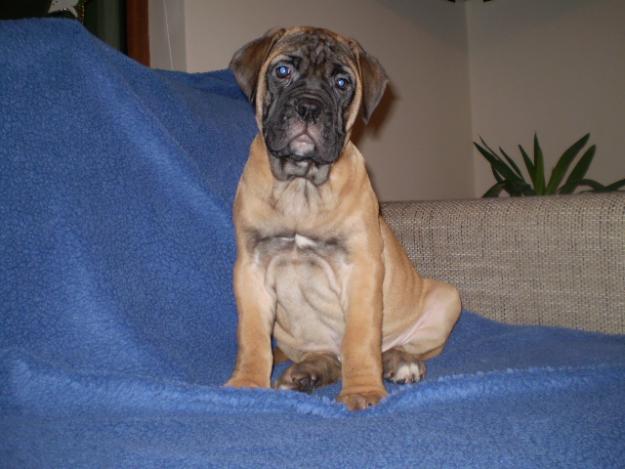 CANISA VINDE CATEI BULLMASTIFF CU PEDIGREE - Pret | Preturi CANISA VINDE CATEI BULLMASTIFF CU PEDIGREE