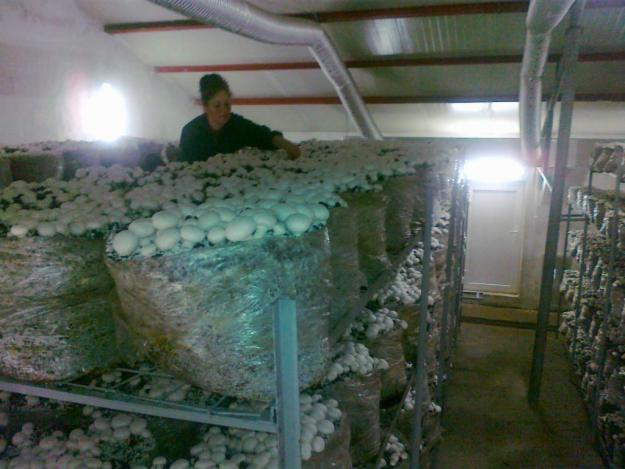 Instalatii cultivare ciuperci - Pret | Preturi Instalatii cultivare ciuperci