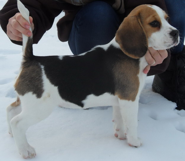 puiuti beagle cu pedigree - Pret | Preturi puiuti beagle cu pedigree