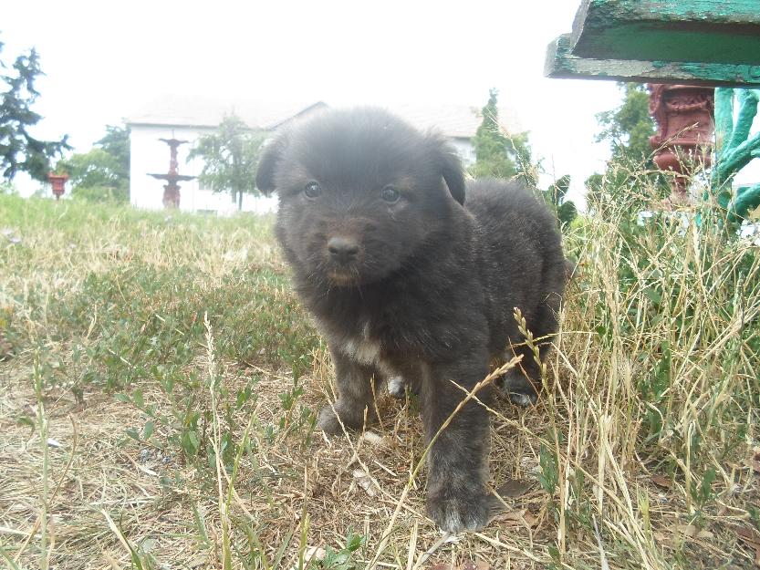 Vand pui de Ciobanesc Carpatin Negru Corb ! - Pret | Preturi Vand pui de Ciobanesc Carpatin Negru Corb !