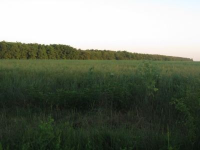 Crevedia vanzare padure 75 ha/1900 euro/ha - Pret | Preturi Crevedia vanzare padure 75 ha/1900 euro/ha