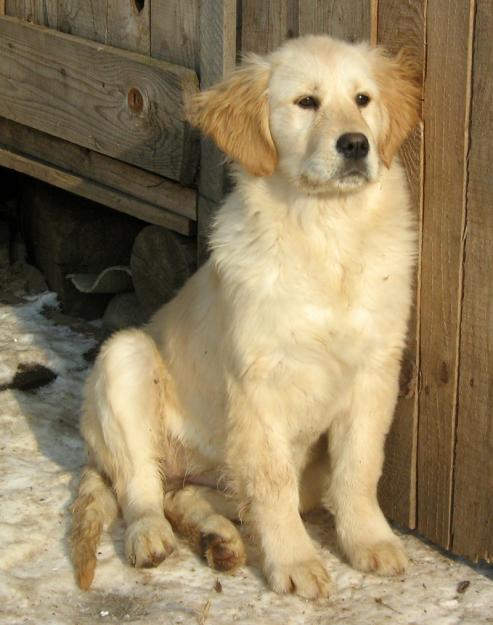 golden retriever - Pret | Preturi golden retriever