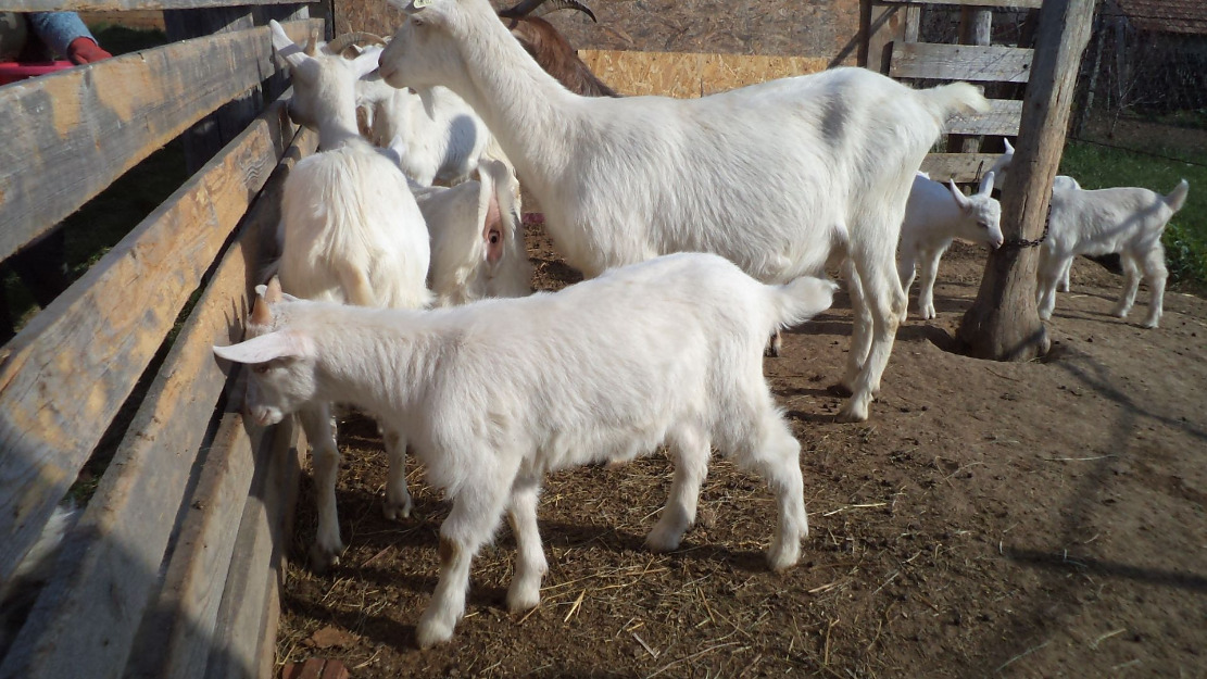 Vand iedute si iezi saanen si carpatina - Pret | Preturi Vand iedute si iezi saanen si carpatina
