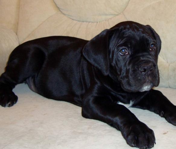 vand pui cane corso - Pret | Preturi vand pui cane corso