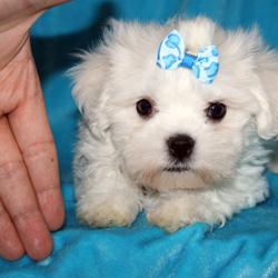 bichon maltez albi 650.ron - Pret | Preturi bichon maltez albi 650.ron