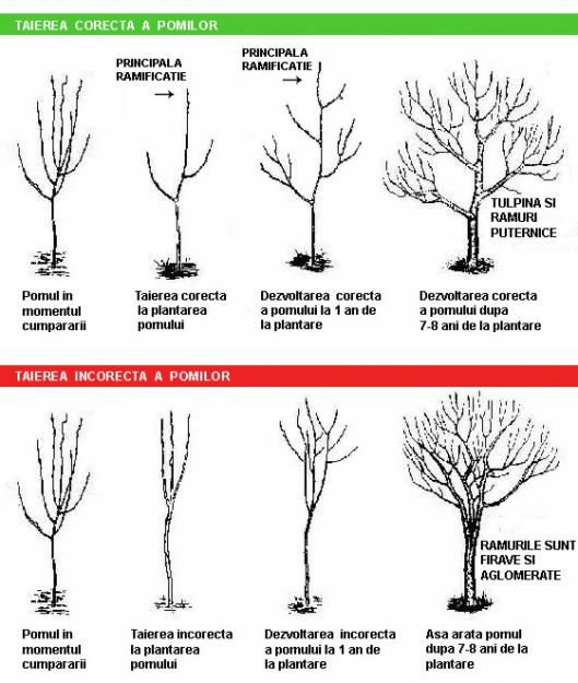 Intretinere si formare pomi fructiferi - Pret | Preturi Intretinere si formare pomi fructiferi