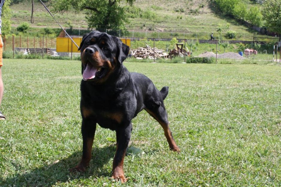 Rottweiler talie uriasa - Pret | Preturi Rottweiler talie uriasa