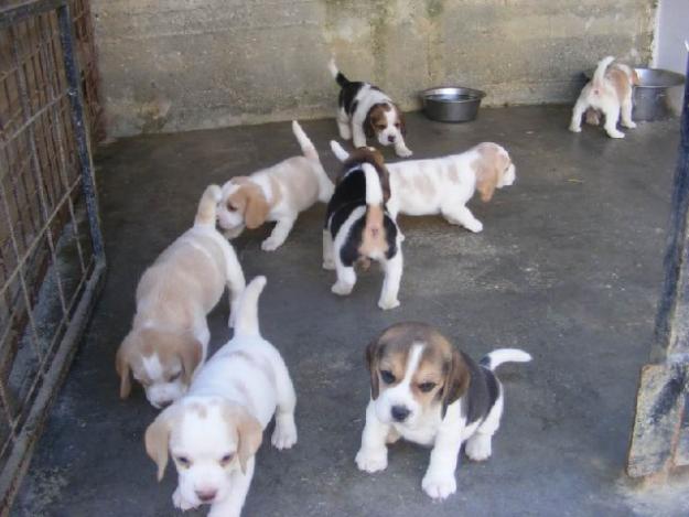 BEAGLE DE VANZARE.OFERTA DE CRACIUN - Pret | Preturi BEAGLE DE VANZARE.OFERTA DE CRACIUN