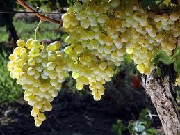 Struguri de vin si de masa - Pret | Preturi Struguri de vin si de masa