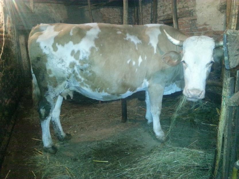 vaca Baltata Romaneasca - Pret | Preturi vaca Baltata Romaneasca
