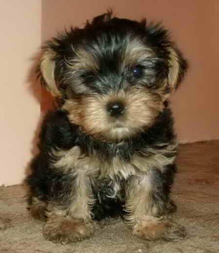 yorkshire terrier toy - Pret | Preturi yorkshire terrier toy