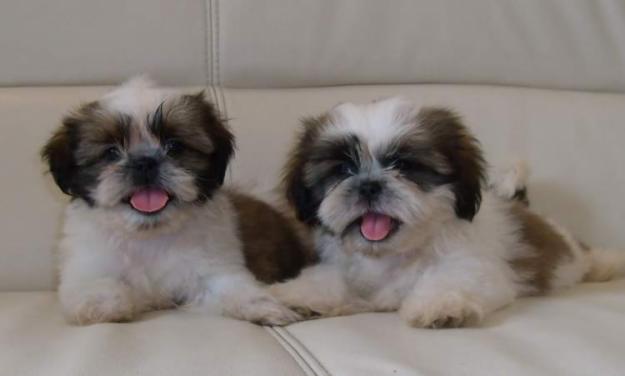 de vanzare shih-tzu, de vanzare pui de shih-tzu, catei shih-tzu - Pret | Preturi de vanzare shih-tzu, de vanzare pui de shih-tzu, catei shih-tzu