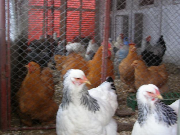 gaini de expozitie in rasa pura brahma - cochinchina -orpincton - Pret | Preturi gaini de expozitie in rasa pura brahma - cochinchina -orpincton