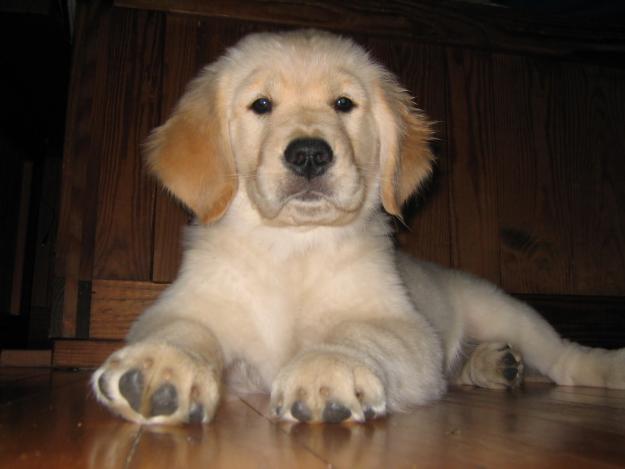 Vand Golden Retriever - Pret | Preturi Vand Golden Retriever