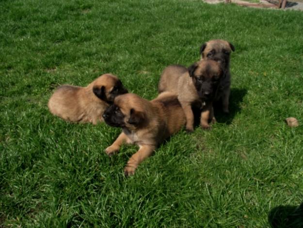 Vand pui Ciobanesc Belgian Malinois cu pedigree - Pret | Preturi Vand pui Ciobanesc Belgian Malinois cu pedigree