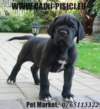 Dog German de vanzare - Pret | Preturi Dog German de vanzare