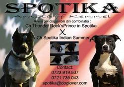 Pui Amstaff disponibili - Canisa Spotika - Pret | Preturi Pui Amstaff disponibili - Canisa Spotika