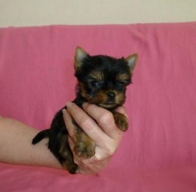 Vand puisori Yorkshire Terrier TeaCup - cea mai mica talie - Pret | Preturi Vand puisori Yorkshire Terrier TeaCup - cea mai mica talie