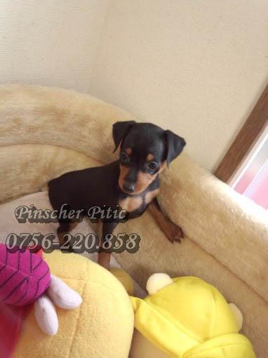 Catei Pinscher Pitic de Vanzare in Bucuresti - Pret | Preturi Catei Pinscher Pitic de Vanzare in Bucuresti