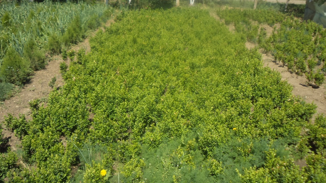 Vindem arbori si arbusti ornamentali - Pret | Preturi Vindem arbori si arbusti ornamentali