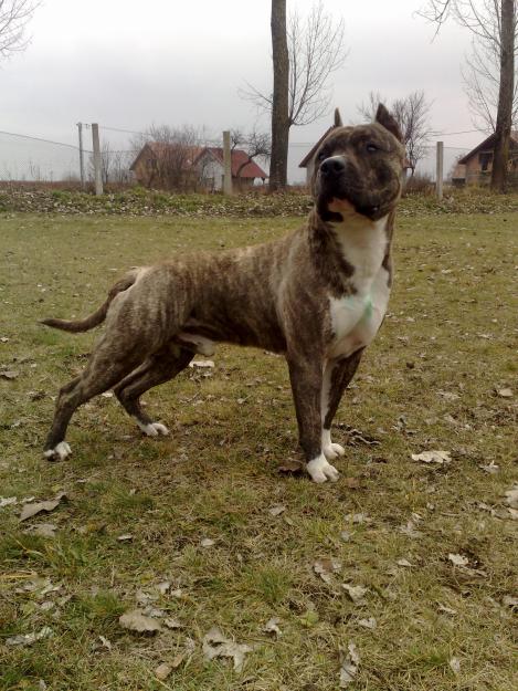 Monta Amstaff - Pret | Preturi Monta Amstaff