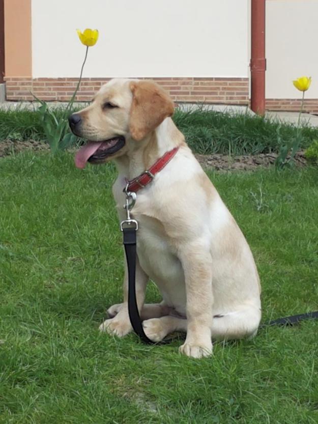 labrador 5 luni - Pret | Preturi labrador 5 luni