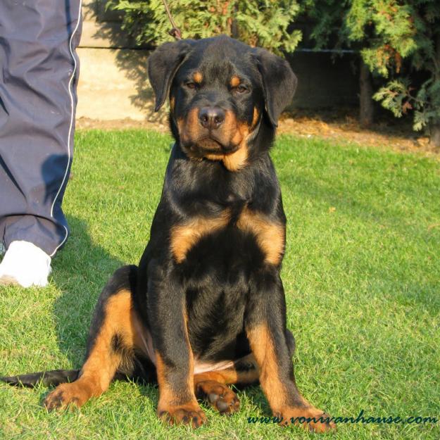 Catei rottweiler - calitate deosebita - Pret | Preturi Catei rottweiler - calitate deosebita