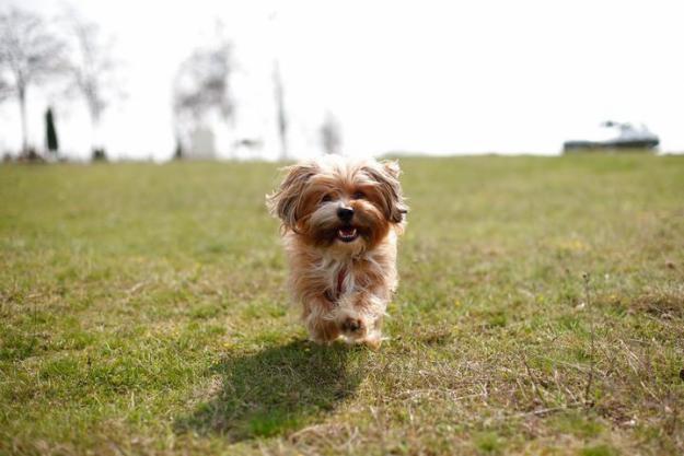 Buna sunt Yago,un bichon curat ,frumos si vaccinat!Imi caut jumatatea! - Pret | Preturi Buna sunt Yago,un bichon curat ,frumos si vaccinat!Imi caut jumatatea!